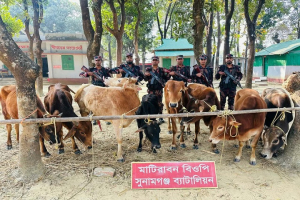 সুনামগঞ্জে সীমান্তে ১১লাখ টাকার ১৪টি ভারতীয় গরু আট*ক