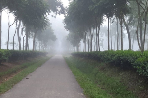 আজও সর্বনিম্ন তাপমাত্রা শ্রীমঙ্গলে