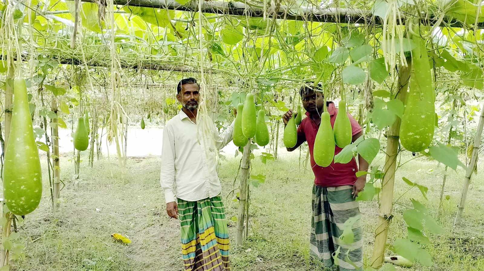 চুনারুঘাটে পতিত জমিতে মিশ্র ফসল চাষে কৃষকেরা আর্থিকভাবে লাভবান