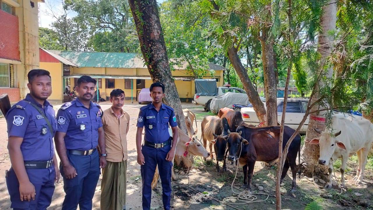 কোম্পানীগঞ্জে ৬টি চোরাই গরুসহ গ্রেপ্তার ১