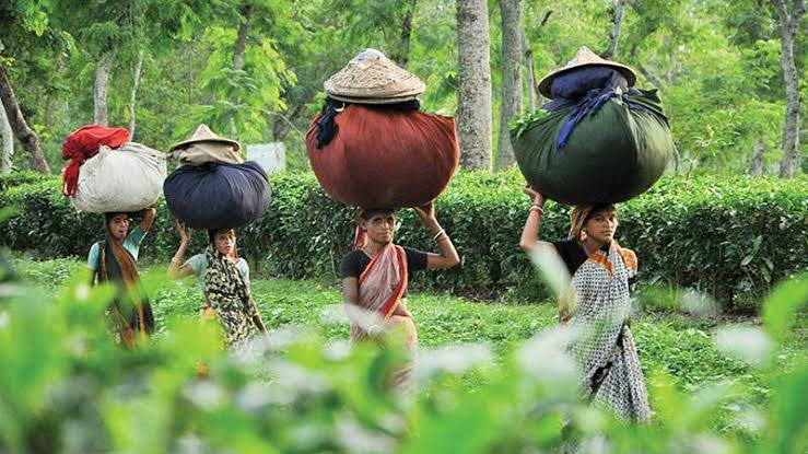 হবিগঞ্জ-৪: নির্বাচনে বড় ফ্যাক্টর চা শ্রমিকদের ভোট