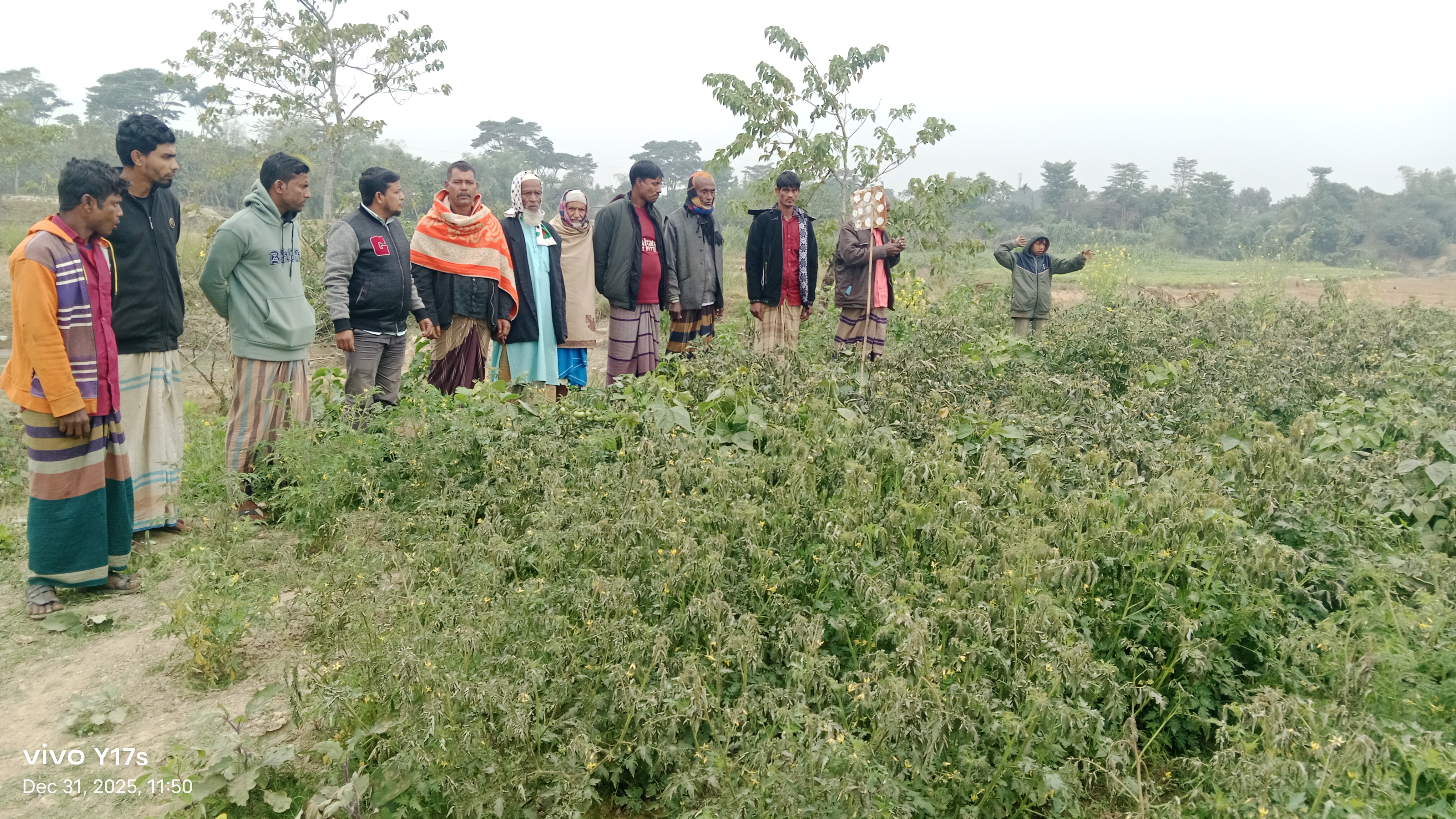 গোয়াইনঘাটে বি*ষ প্রয়োগে টমেটো বাগান ধ্বং*স