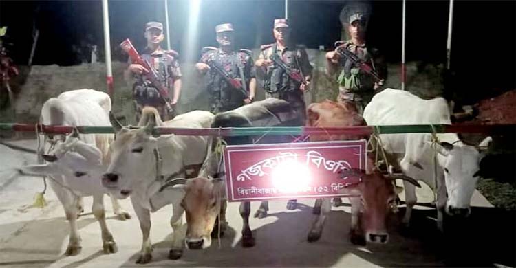 বিয়ানীবাজারে ভা র তী য় অ'বৈ'ধ পাঁচটি গরু আ ট ক