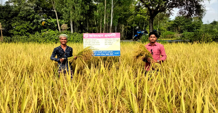 জৈন্তাপুরে ব্রি ধান-১০৩ চাষে সাফল্য, কাঙ্খিত ফলন পেয়ে খুশি কৃষক