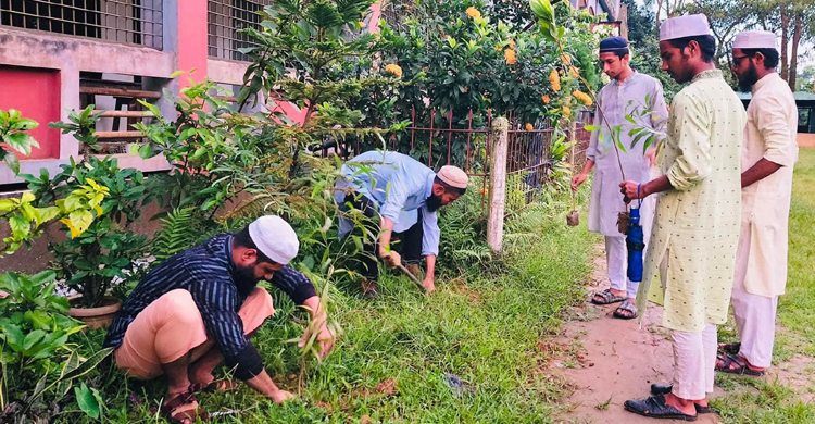 বিয়ানীবাজারে ছাত্র জমিয়তের বৃক্ষরোপণ
