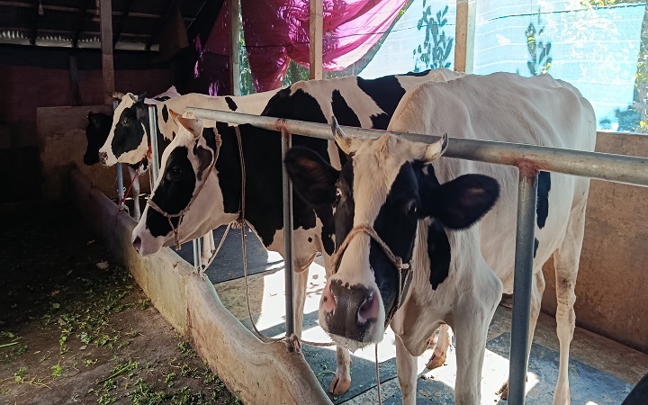 প্রবাসের জীবন ছেড়ে  সফল খামারি হারিছ