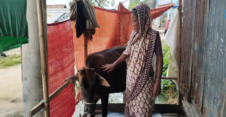 গরু পালনে দিন বদলের স্বপ্ন দেখছেন জগন্নাথপুরের আমিরুন
