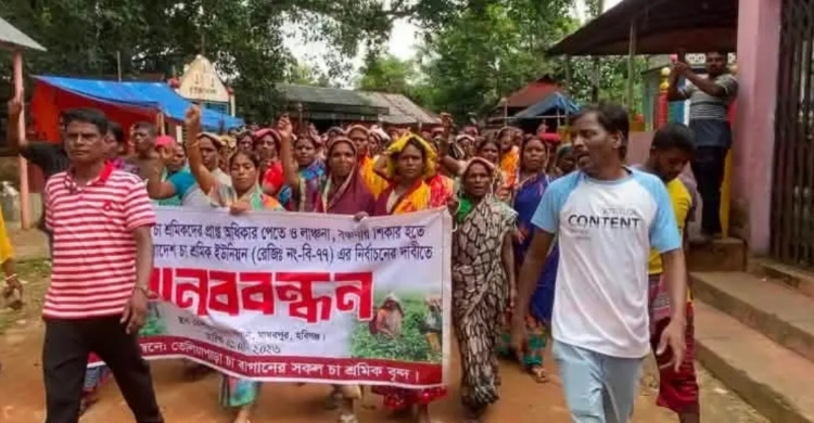 এ বিষয়ে তেলিয়াপাড়া চা বাগানের ব্যবস্থাপক দেওয়ান বাহাউদ্দিনের বক্তব্য পাওয়া যায় নি