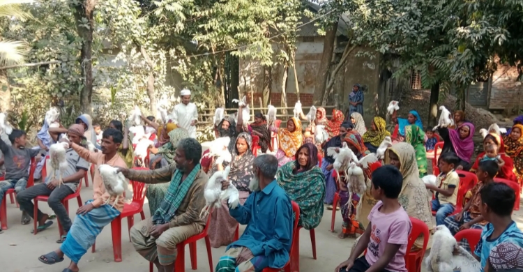গোয়াইনঘাটে  রমজান উপলক্ষে প্রবাসী কাওছার আহমেদর সৌজন্যে পোল্ট্রি মোরগ বিতরণ