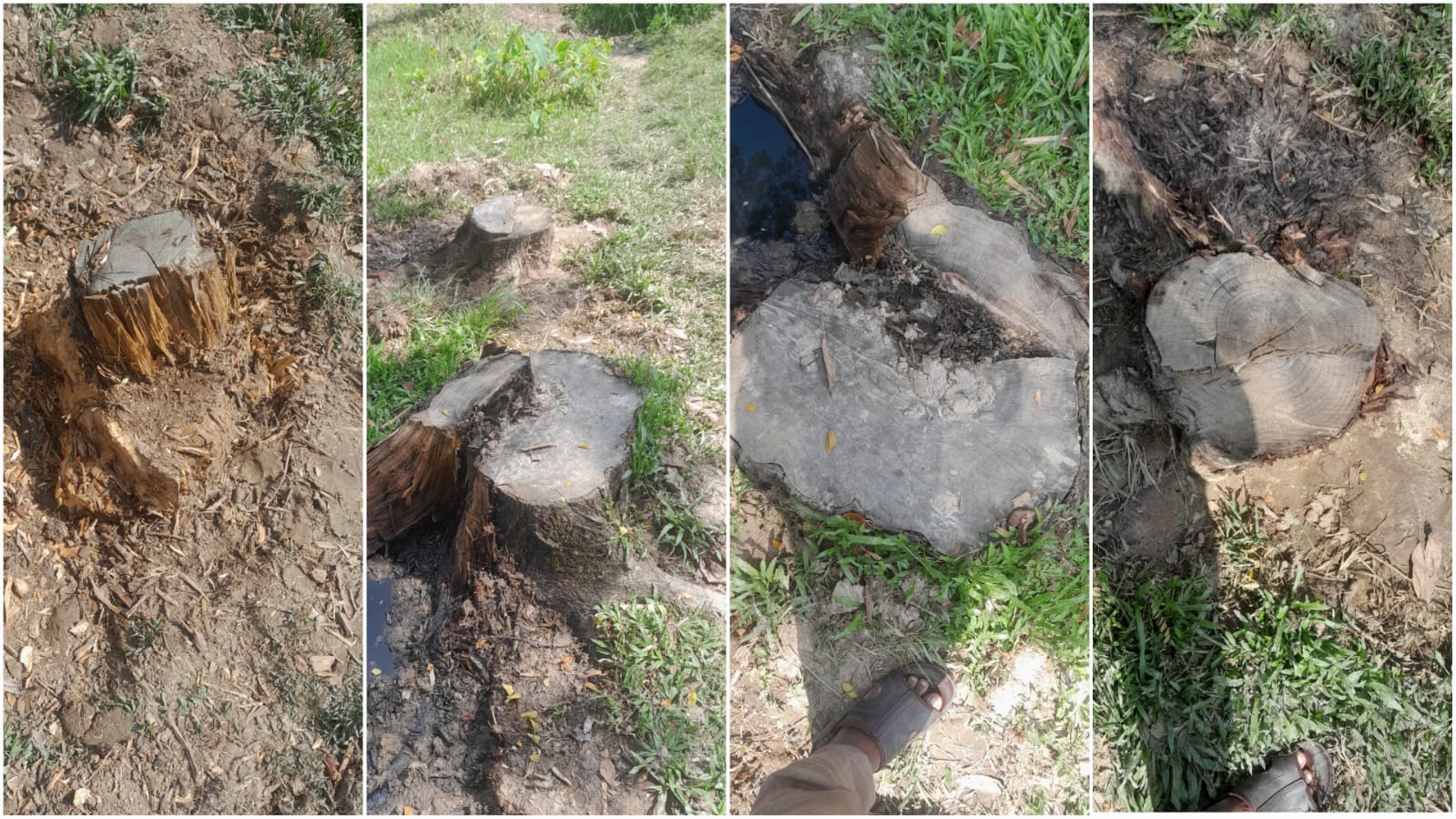 মাধবপুরে সরকারি গাছ কা/টার অ/ভিযোগ অধ্যক্ষের বি/রুদ্ধে