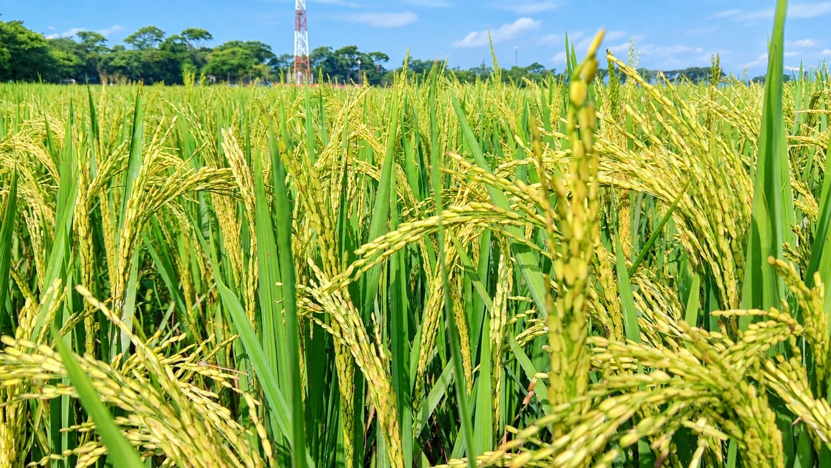 কার্তিকের বৃষ্টিতে স্বস্তিতে গোয়াইনঘাটের কৃষকরা