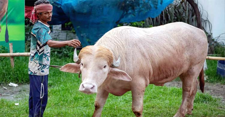 বাংলাদেশের &lsquo;ট্রাম্প মহিষ&rsquo; নিয়ে যা প্রতিক্রিয়া জানাল ইরান