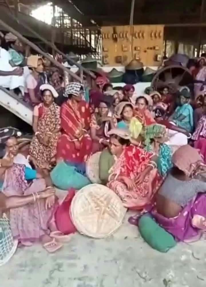 মজুরি না পেয়ে নোয়াপাড়া চা বাগানে ৮৫০ শ্রমিকের কর্মবিরতি