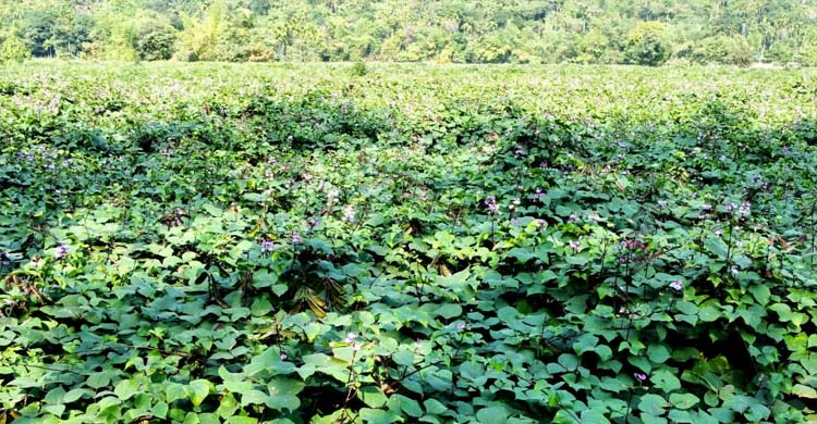 জৈন্তাপুরে শিমের বাম্পার ফলন, পৌনে ১৬ কোটি টাকার শিম বিক্রির লক্ষ্যমাত্রা নির্ধারণ