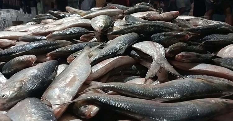 এক ট্রলারে ৪৬ মণ ইলিশ, বিক্রি ৪৮ লাখ ৫০ হাজার টাকায়