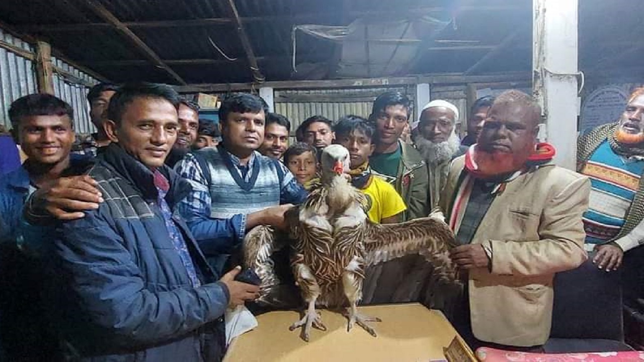 হবিগঞ্জে ঈগল ভেবে মহাবিপন্ন শকুন নিয়ে নির্বাচনী প্রচারণা