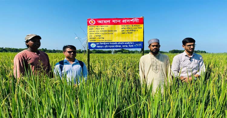 বালাগঞ্জে আমন ধানের বাম্পার ফলনের আশা