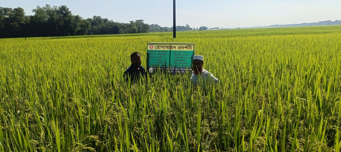 গোয়াইনঘাটে ব্রি-১০৩ ধানে আগ্রহ বাড়ছে কৃষকদের