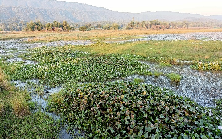 লাল শাপলা বিলের সৌন্দর্য  ম্লান করছে কচুরিপানা