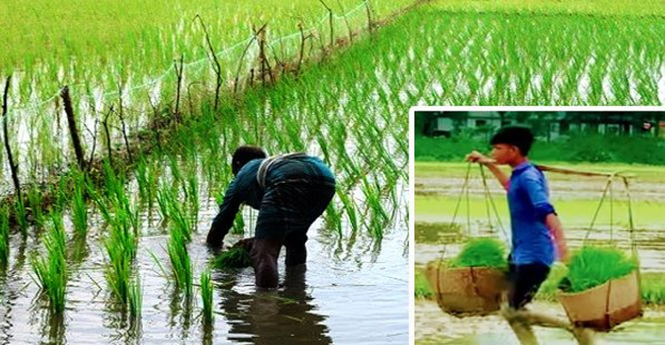 বিশ্বনাথে আমন রোপনে ব্য স্ত চাষীরা