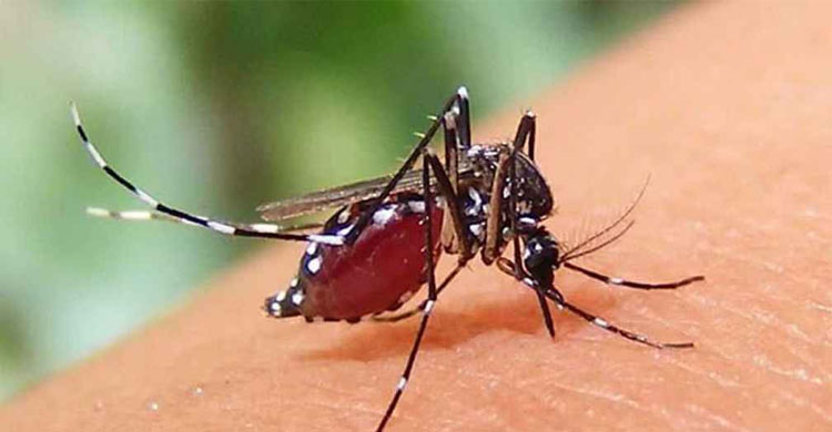 ২৪ ঘণ্টায় ডেঙ্গু ৩ জনের প্রা*ণ কেড়ে নিল