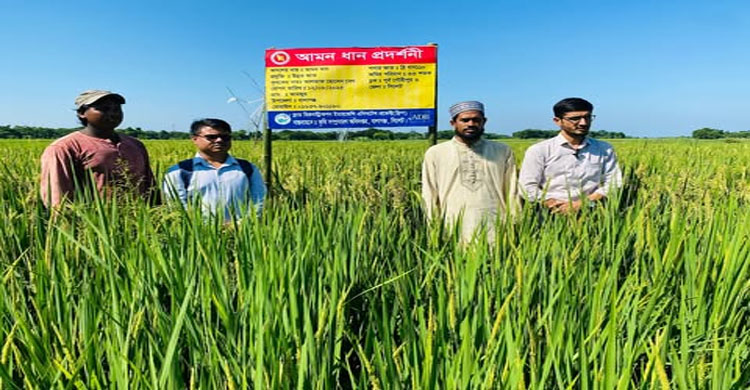 বালাগঞ্জে ব্রিধান-১১০ জাতের আমন ধানের বাম্পার ফলন