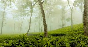 শ্রীমঙ্গলে তাপমাত্রা নেমেছে ৯.৬ ডিগ্রি সেলসিয়াসে
