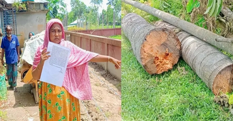 নবীগঞ্জে জায়গা নিয়ে বিরোধ, গৃহবধূকে মা র ধ র ও গাছ কাটার অ ভি যো গ