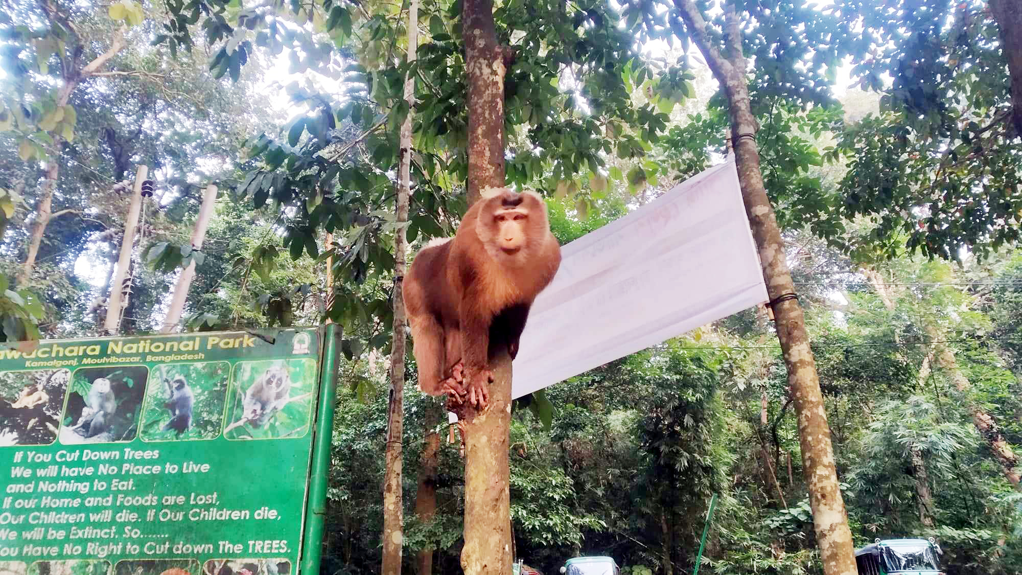 কমলগঞ্জের লাউয়াছড়া বনে বিরল 'উল্টোলেজি বানর'