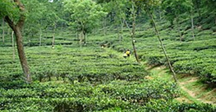 সিলেটসহ সারাদেশে ২৪ ঘণ্টায়  গ্রে ফ তা র ১৮৮০
