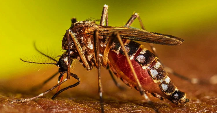 ডেঙ্গুতে ১ জনের মৃ*ত্যু, হাসপাতালে ভর্তি ৭৫৫