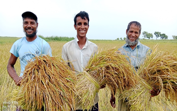 বৈরী আবহাওয়া উপেক্ষা করে  ধান কাটায় ব্যস্ত কৃষকরা