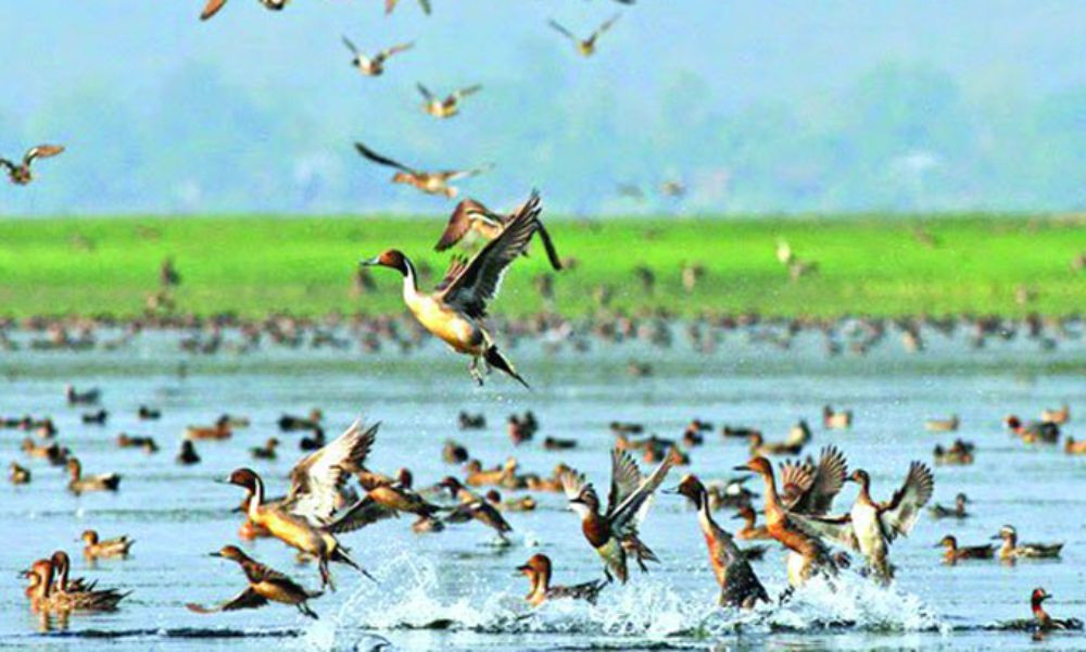 শীতকালে কেন বেড়াতে আসে অতিথি পাখিরা?