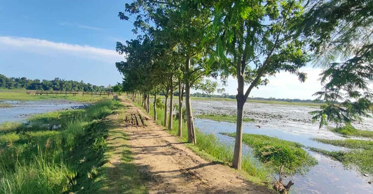 জৈন্তাপুরে লাল শাপলা বিলে সবুজ বনায়ন এখন দৃশ্যমান
