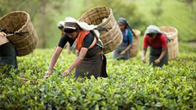 নতুন মজুরি বোর্ড গঠনের দাবি চা শ্রমিকদের