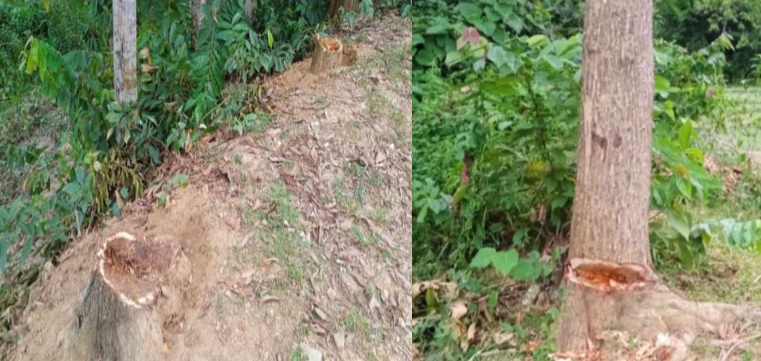 বড়লেখায় সরকারি গাছ বিক্রি, কর্মকর্তার বিরুদ্ধে মামলা