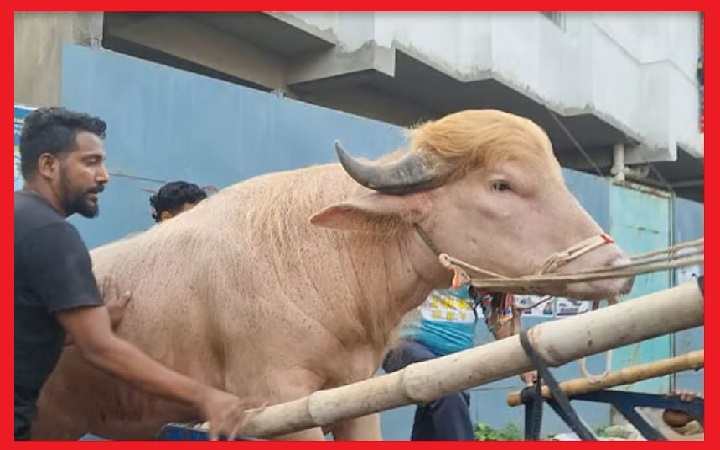কো*রবানি হচ্ছে না আলোচিত  মহিষ &lsquo;ডোনাল্ড ট্রাম্প&rsquo;
