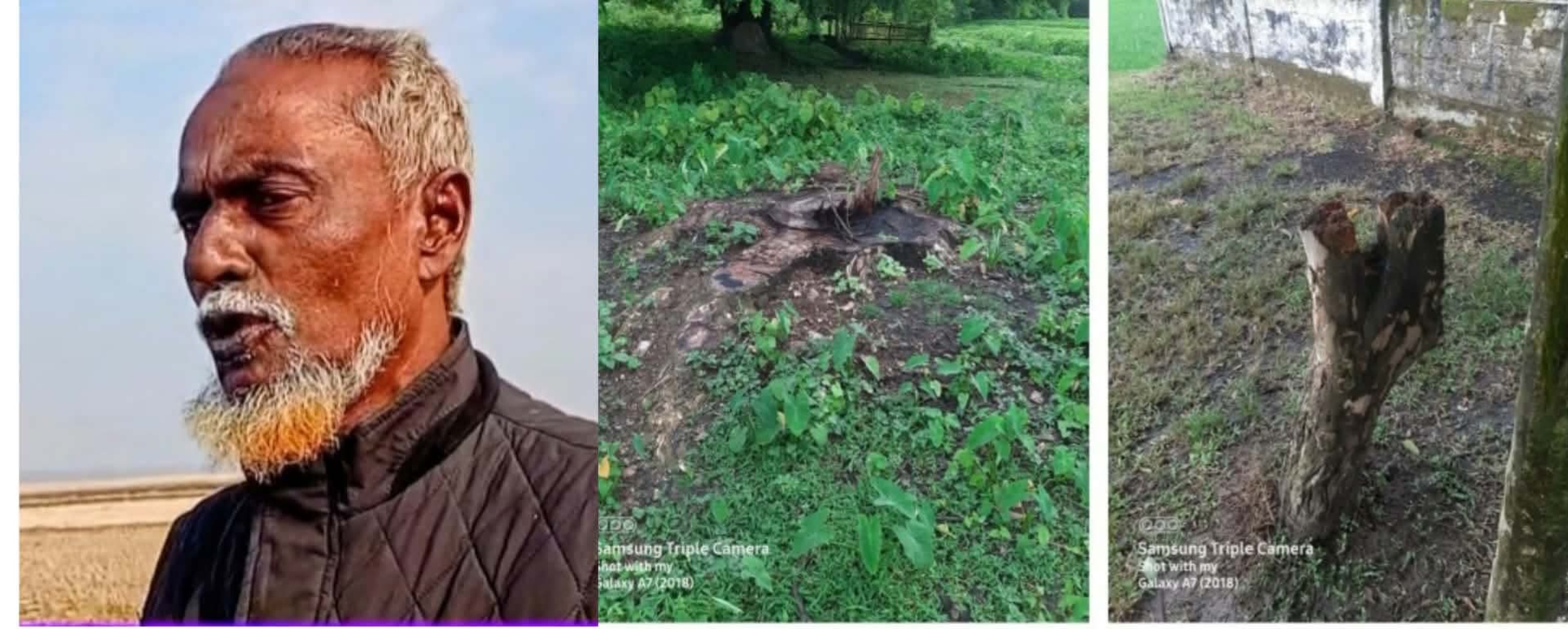 নবীগঞ্জের দরবেশপুরে কবরস্থানের গাছ কে*টে বিক্রির অ*ভিযোগ