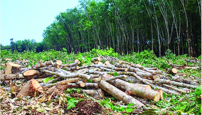 বৃক্ষনিধন মানবনিধনেরই নামান্তর, চাই বাসযোগ্য সবুজ পৃথিবী