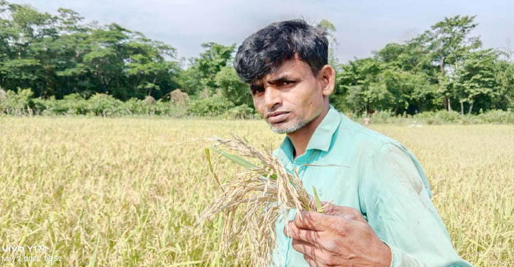 ব্রি-২৮ ধান চাষ করে ক্ষতিগ্রস্ত গোয়াইনঘাটের কৃষক 