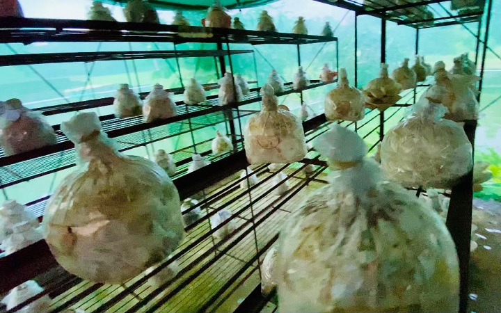 গোলাপগঞ্জে বাণিজ্যিকভাবে মাশরুম চাষে সাফল্য