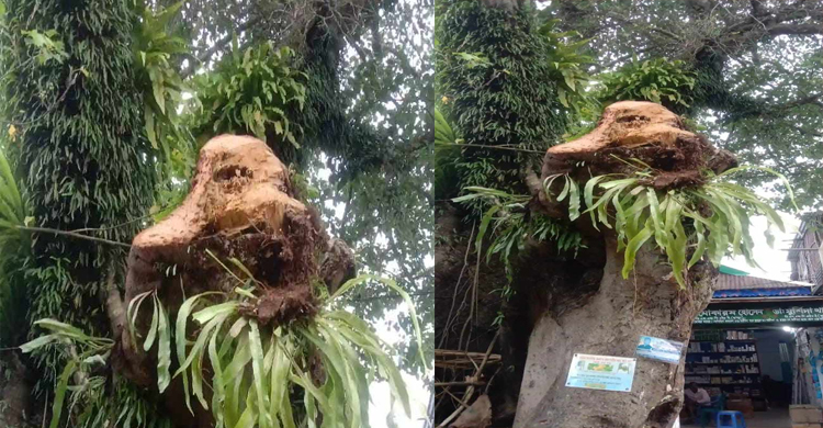 ঐতিহাসিক গাছ কর্তনে জামালগঞ্জবাসীর ক্ষোভ
