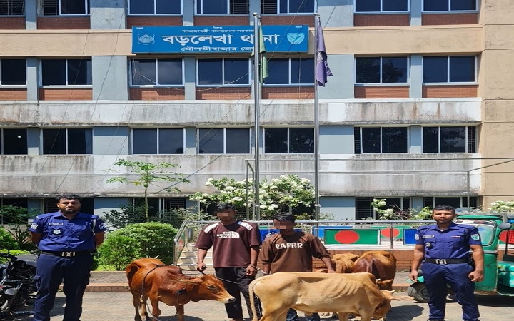 বড়লেখায় ভারতীয় গরু ও দেশীয় ম/দসহ গ্রে/প্তার ৪