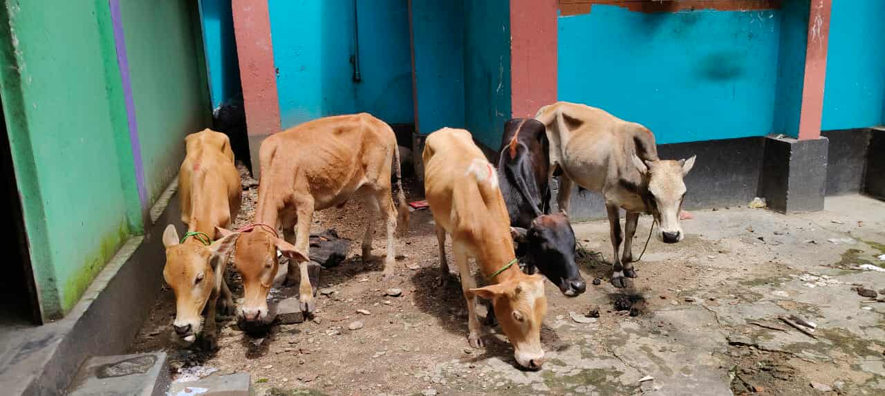 জৈন্তাপুরে ৫টি ভা*রতীয় গরু জ*ব্দ