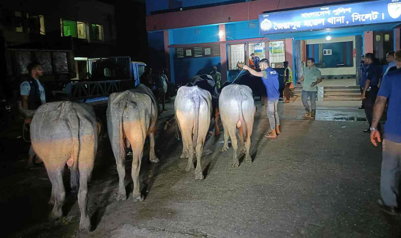 জৈন্তাপুরে ৭টি ভা*রতীয় মহিষ জ*ব্দ