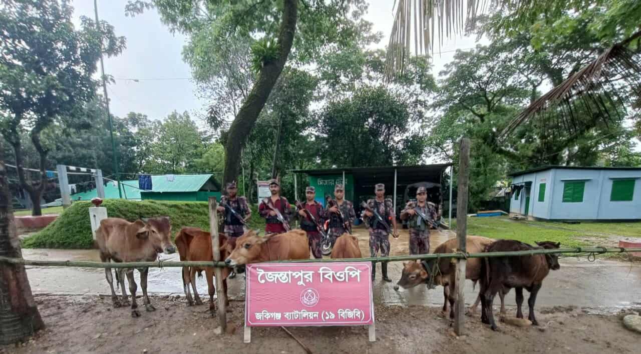 জৈন্তাপুরে ৬টি ভা*রতীয় গরু জব্দ