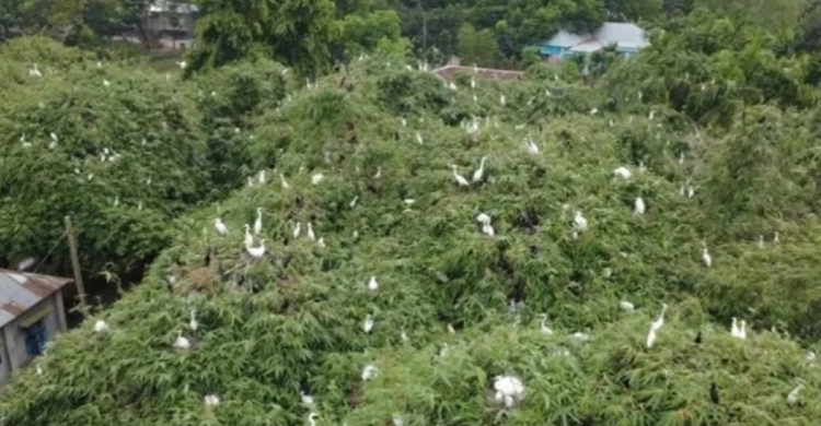 হাজারো পাখির কলকাকলিতে মুখর চিলাহাটি, অপেক্ষা সরকারি স্বীকৃতির