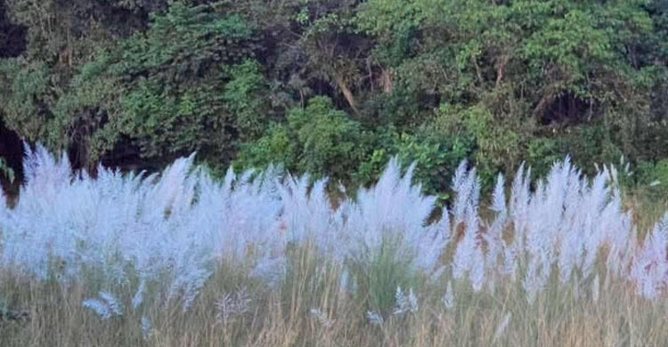 সীমান্তঘেঁষা গোয়াইনঘাট নলজুড়ি দর্শনার্থীদের নতুন আকর্ষণ সাদা কাশফুল
