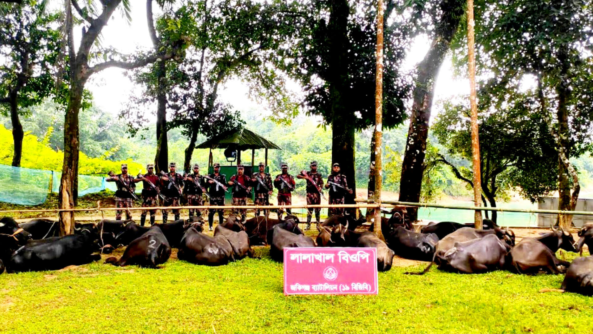 সিলেট সী*মান্তে কোটি টাকার ভারতীয় মহিষ জ*ব্দ