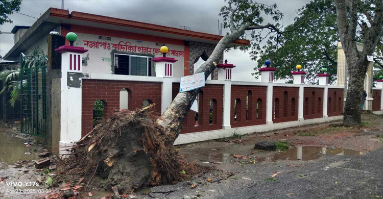 গোয়াইনঘাটে কালবৈশাখী ঝ*ড়ে বি ধ স্ত গাছপালা
